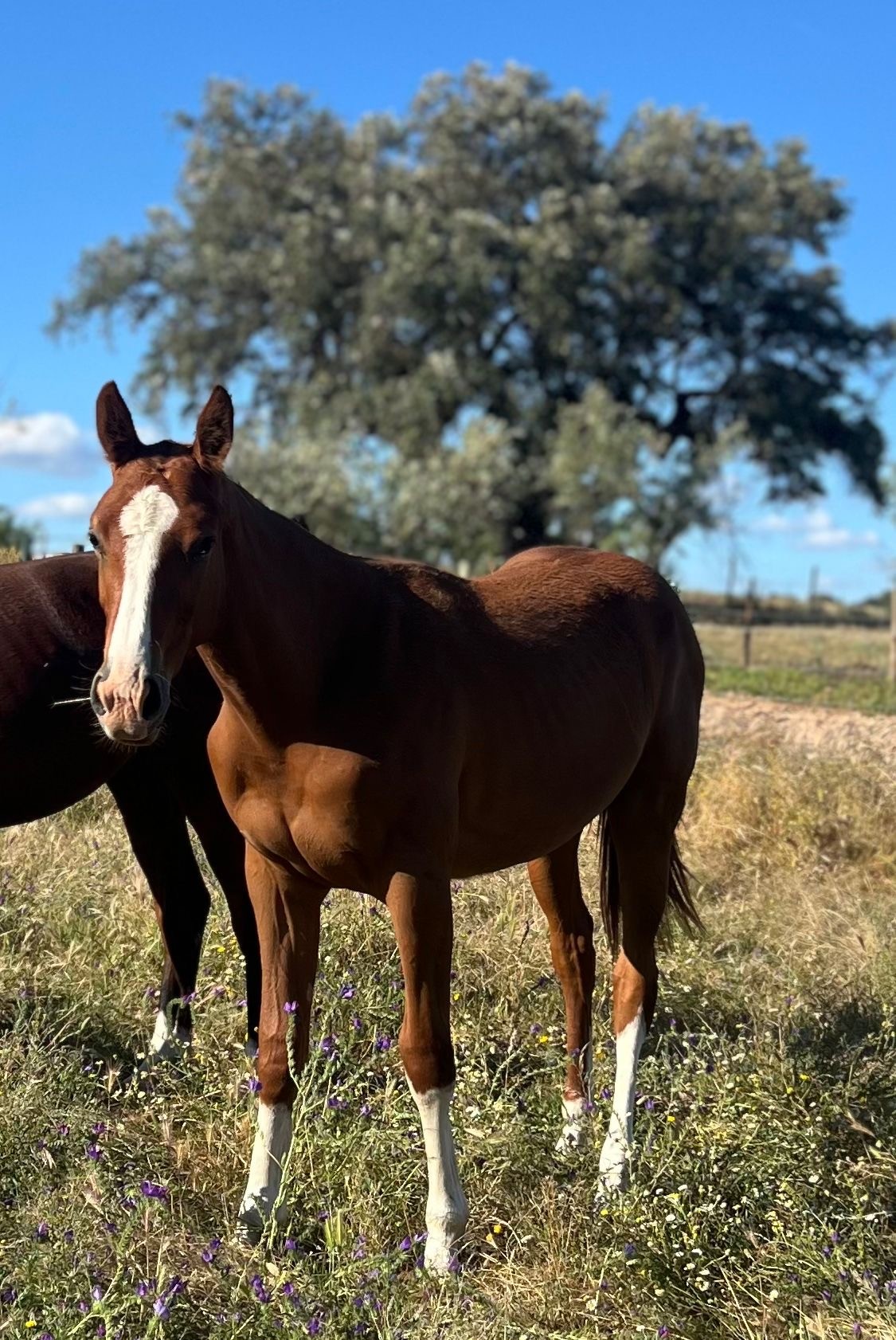 horse